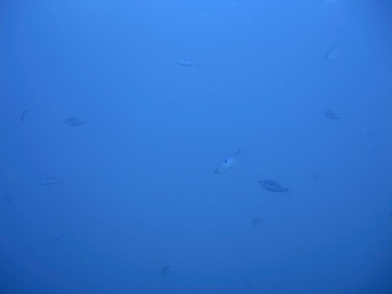 DSCN1236