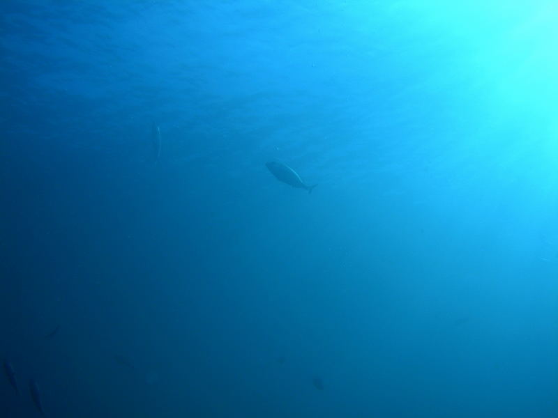 DSCN1238