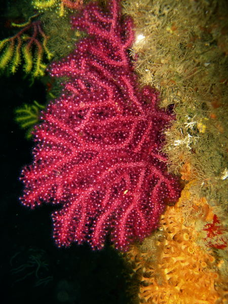 DSCN1464