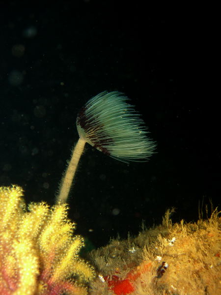 DSCN1465