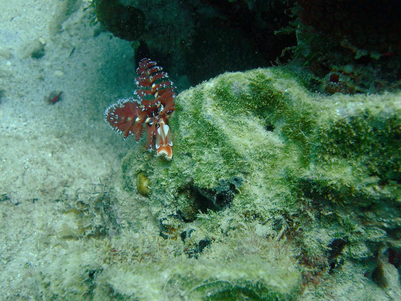 DSCN0596