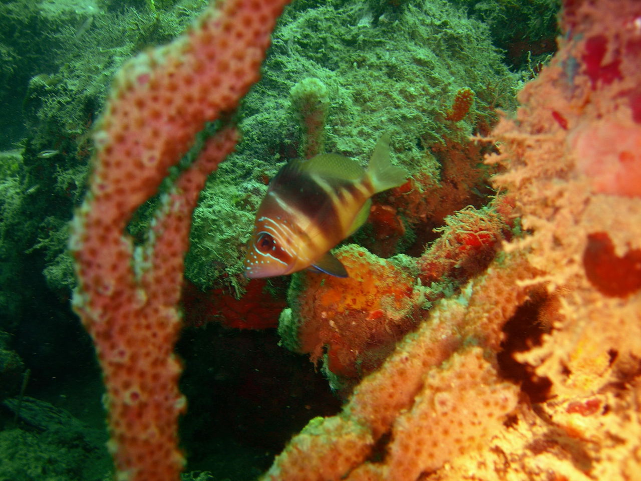 DSCN0626